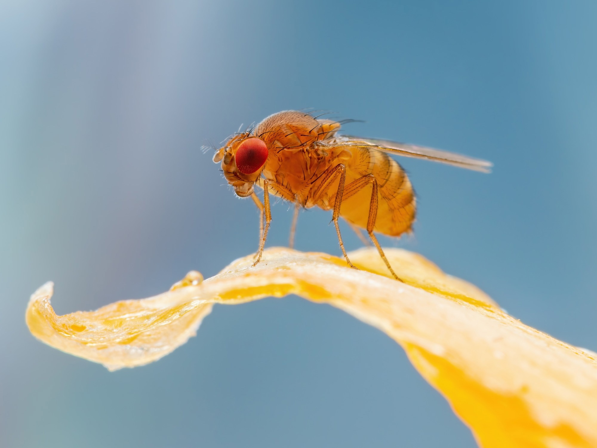 High quality image of a fruit fly on a leaf.