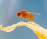 Fruit Fly Study Uncovers Key Mechanisms Behind Collective Cell Migration