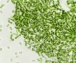 Genetically Similar Bacteria Show Unexpected Diversity in Shape and Behavior