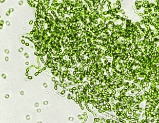 Genetically Similar Bacteria Show Unexpected Diversity in Shape and Behavior