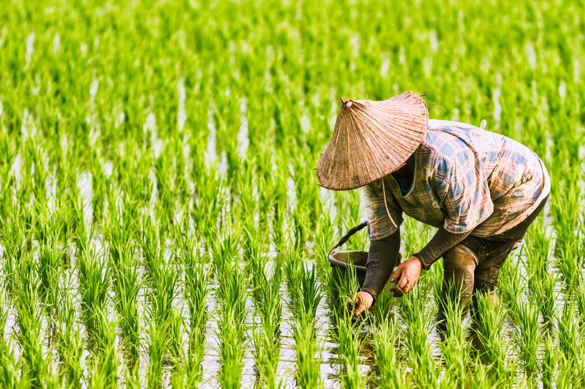 The Farmer planting on the organic paddy rice farmland