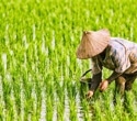 New Study Reveals Role of Root Bacteria in Rice Resilience
