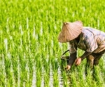 New Study Reveals Role of Root Bacteria in Rice Resilience
