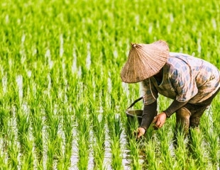 New Study Reveals Role of Root Bacteria in Rice Resilience