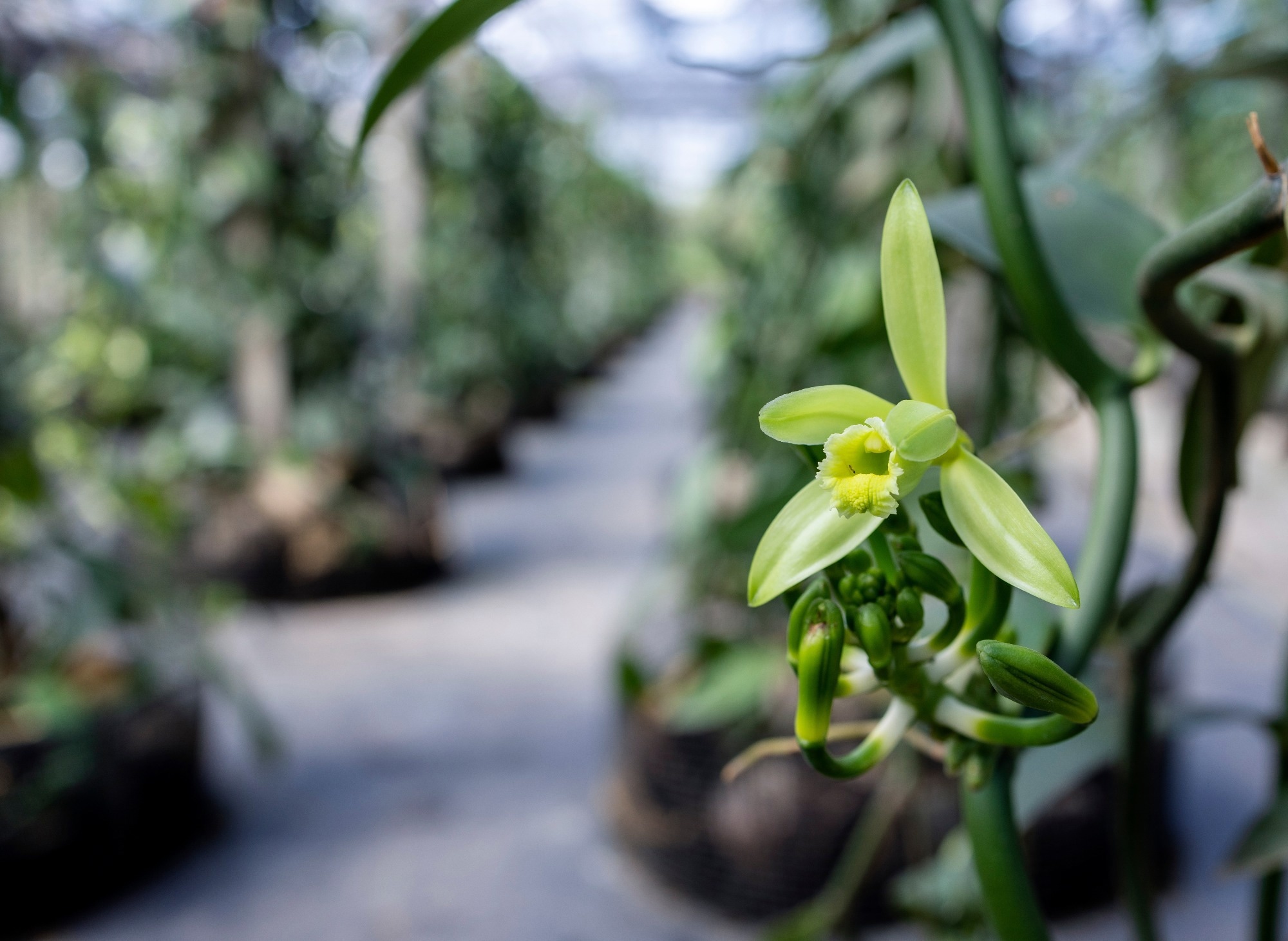 Closeup of the Vanilla flower