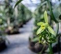 Climate Change Threatens Wild Vanilla Crops and Their Pollinators Due to Range Mismatch