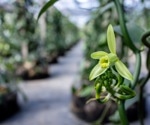 Climate Change Threatens Wild Vanilla Crops and Their Pollinators Due to Range Mismatch