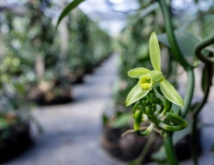 Climate Change Threatens Wild Vanilla Crops and Their Pollinators Due to Range Mismatch
