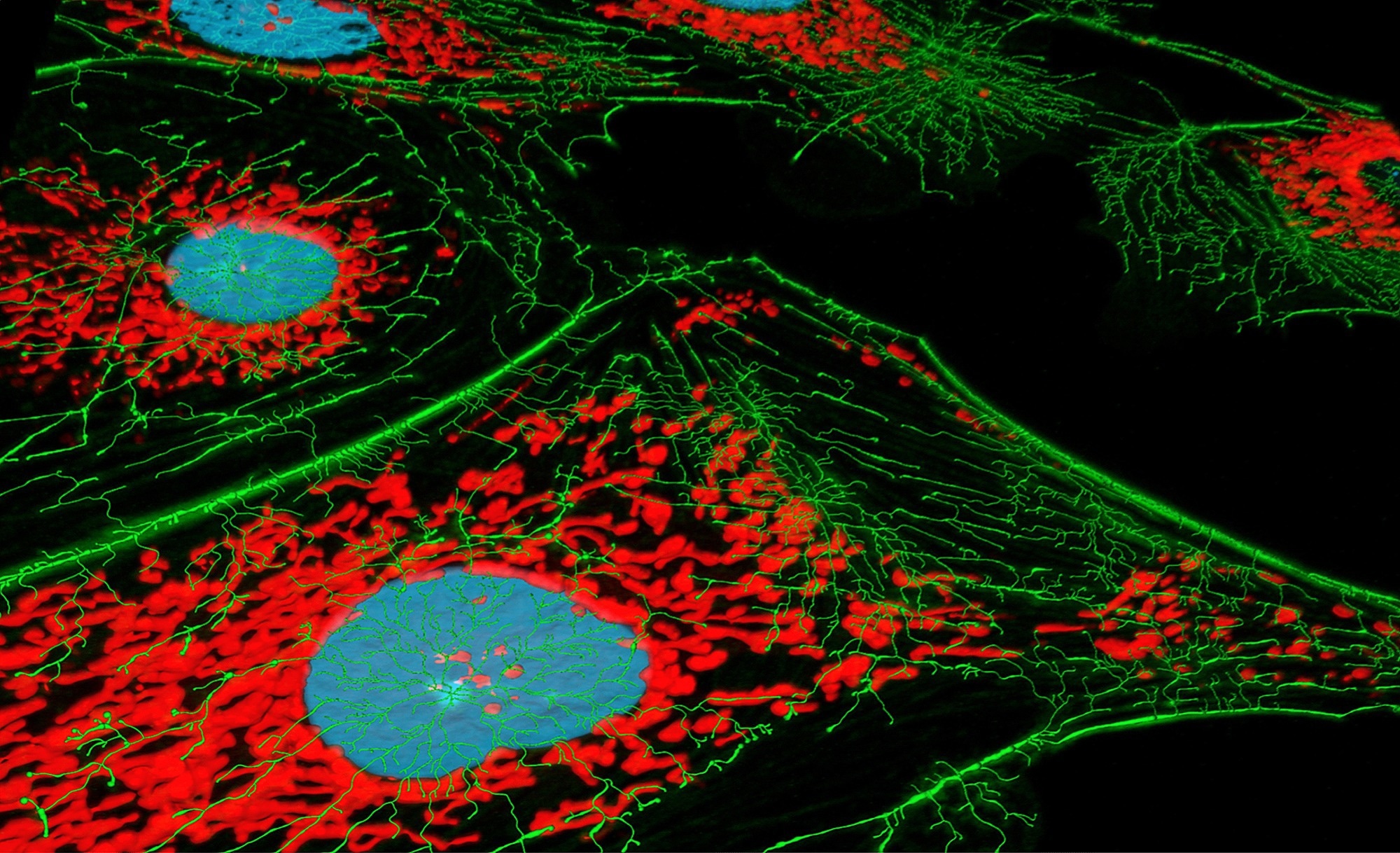 Fluorescent microscopy image of mammalian cells showing cytoskeleton and organelles. The cell nuclei appear in blue, mitochondria are stained red, and the green fluorescence highlights the actin cytoskeleton, revealing detailed cellular structure and organization.
