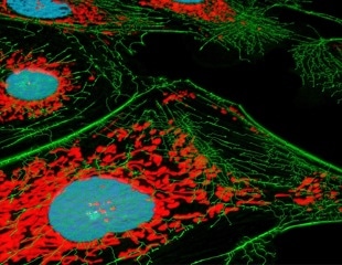 SNAP-tag2 System Improves Protein Imaging with Faster, Brighter Labeling