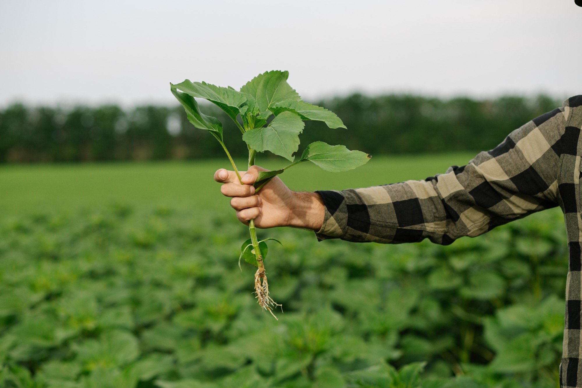 Close-up of agronomist’s hand carefully holding a small sunflower seedling with visible roots
