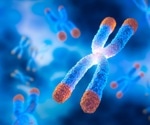 Liquid “Shock Absorber” Protecting DNA During Cell Division