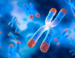 Liquid “Shock Absorber” Protecting DNA During Cell Division