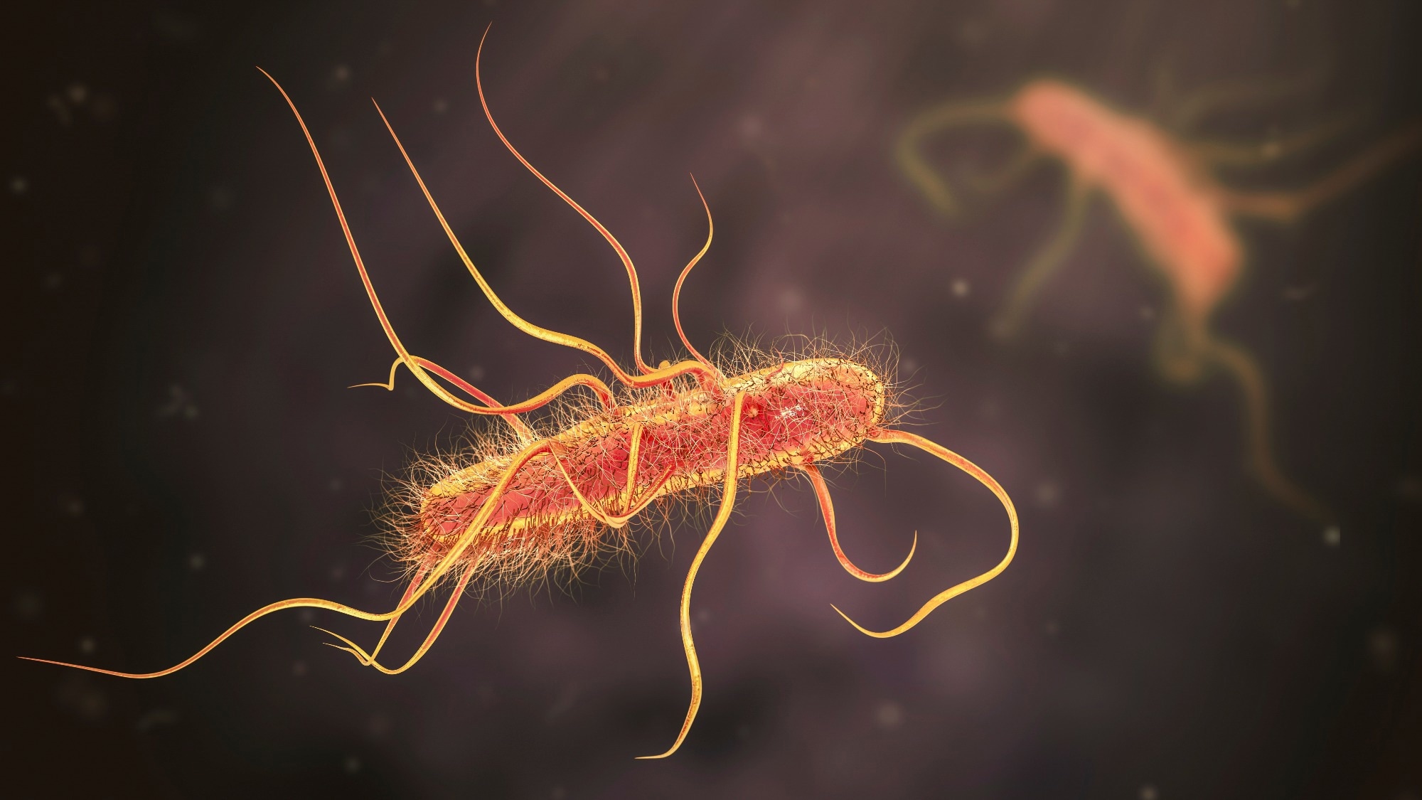 Escherichia coli bacteria, 3D illustration