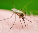 Gene-Edited Mosquitoes Block Malaria Transmission