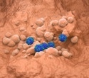 CD276 Antibody Strategy Offers Hope For Immune-Resistant Lung Tumors