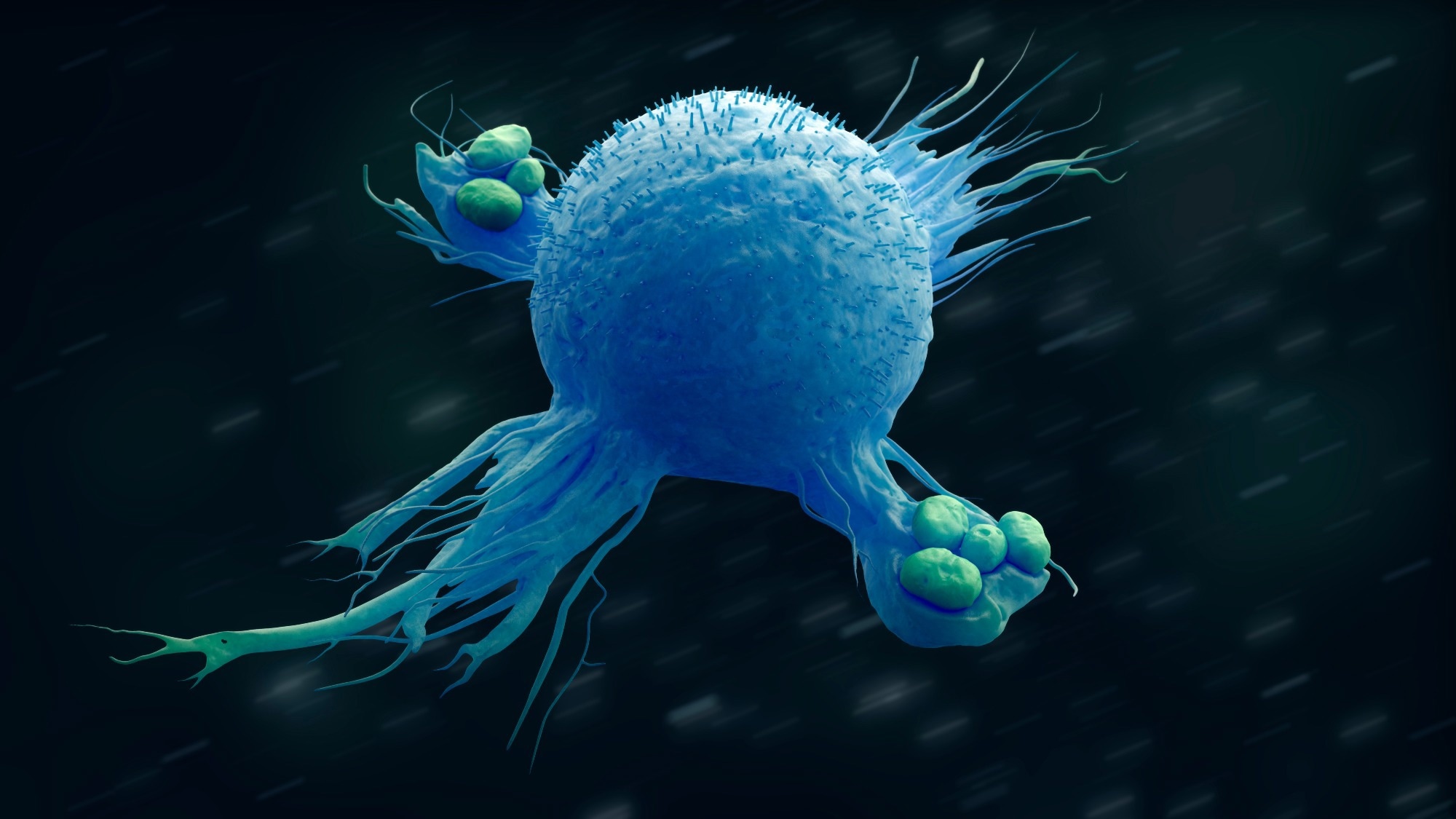 Macrophage engulfing bacteria 3d illustration