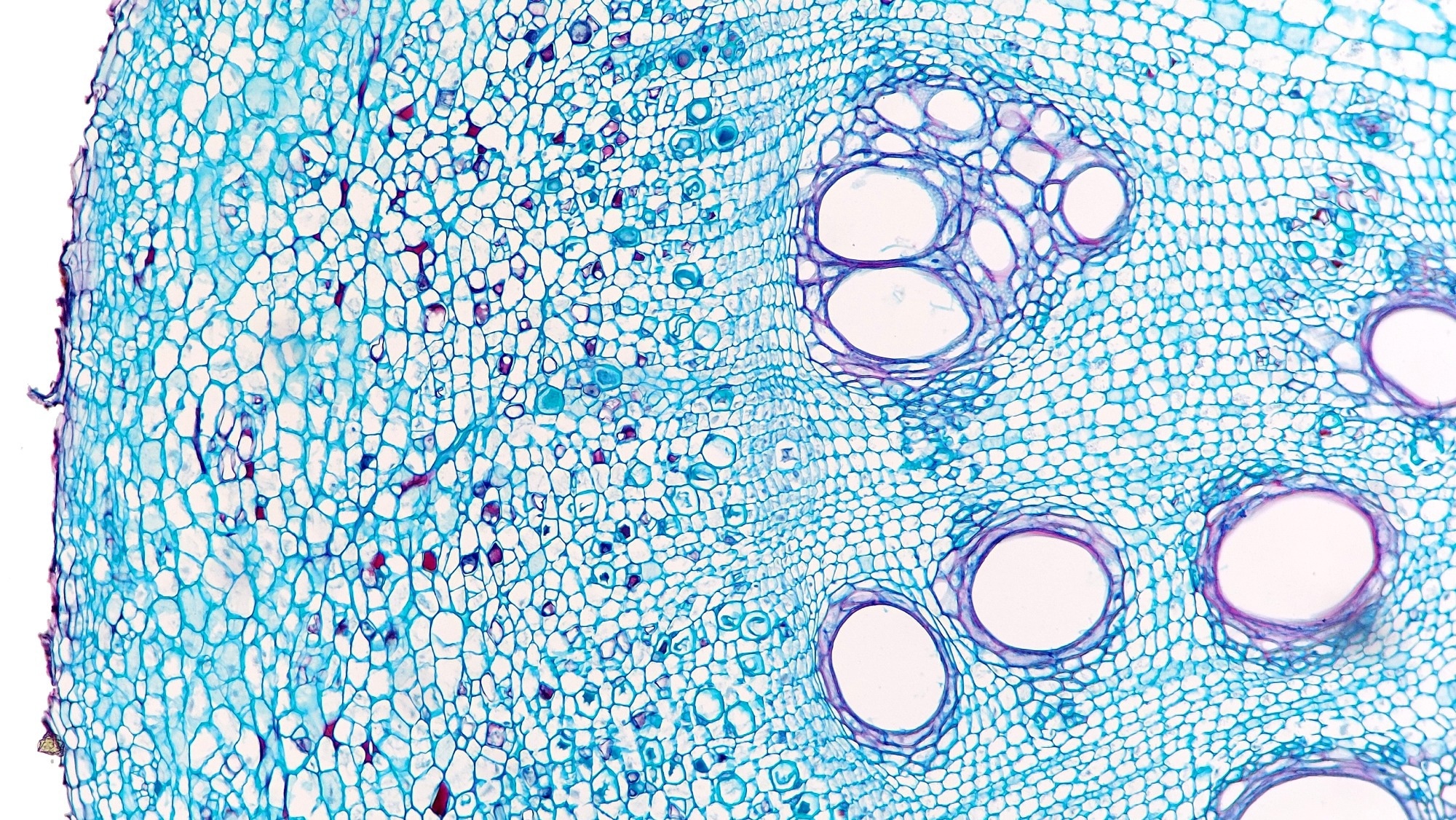Cross section of Cucurbita sp root