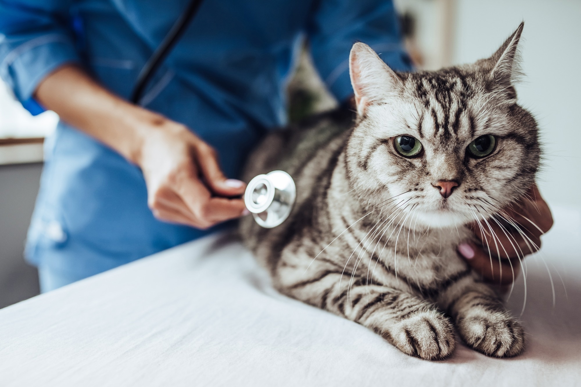 female doctor veterinarian with stethoscope is examining cute grey cat at vet clinic.