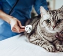 Feline Dementia May Explain Synapse Loss in Alzheimers