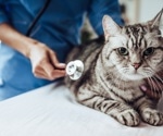 Feline Dementia May Explain Synapse Loss in Alzheimers