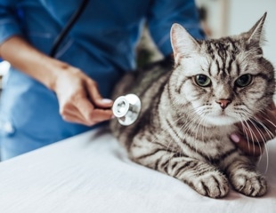 Feline Dementia May Explain Synapse Loss in Alzheimers