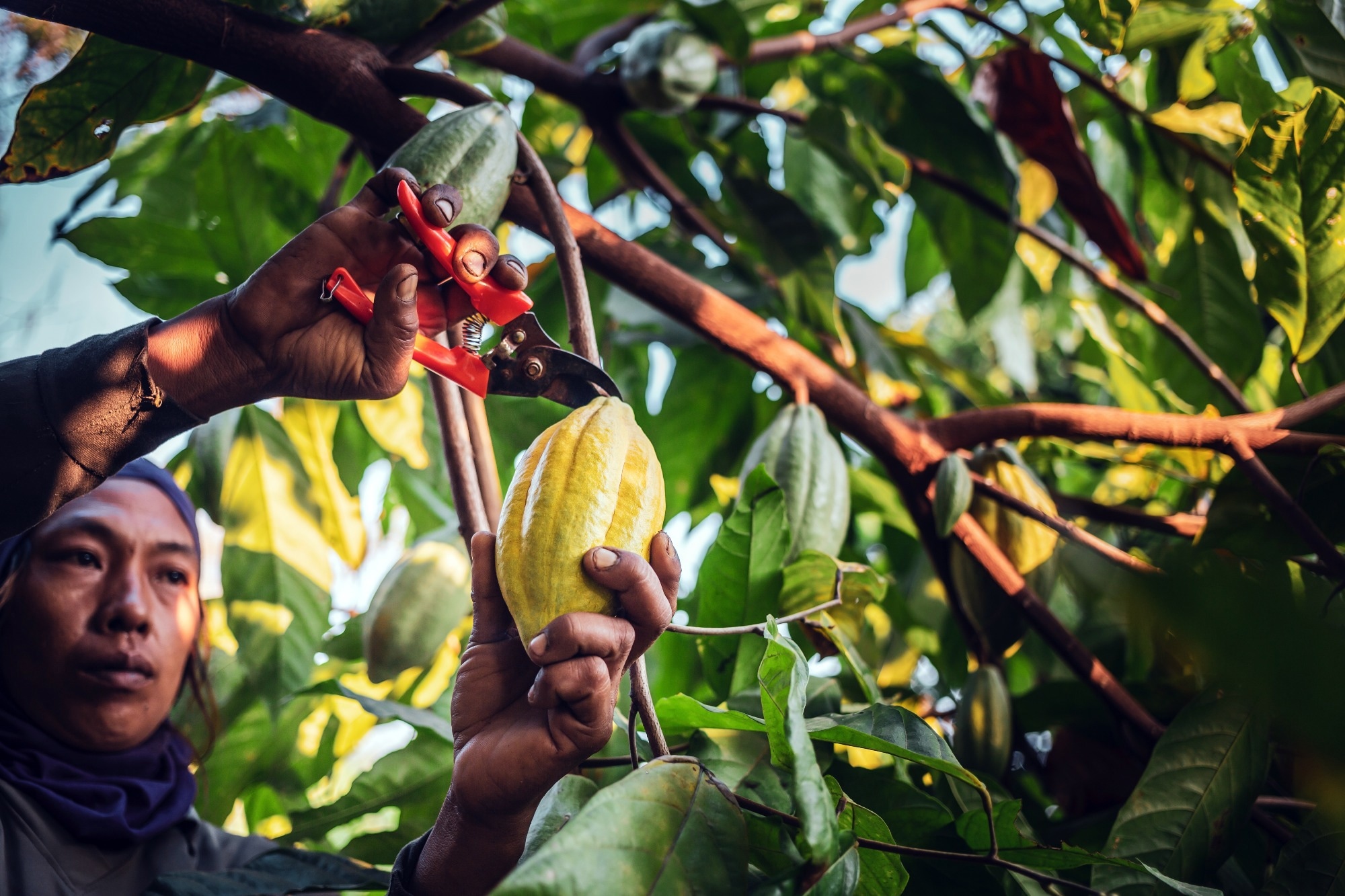 The hands of a cocoa farmer use pruning shears to cut the cocoa pods or fruit ripe yellow cacao from the cacao tree