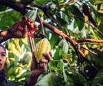How Defined Microbes Decide Chocolate Flavor