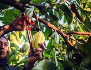 How Defined Microbes Decide Chocolate Flavor