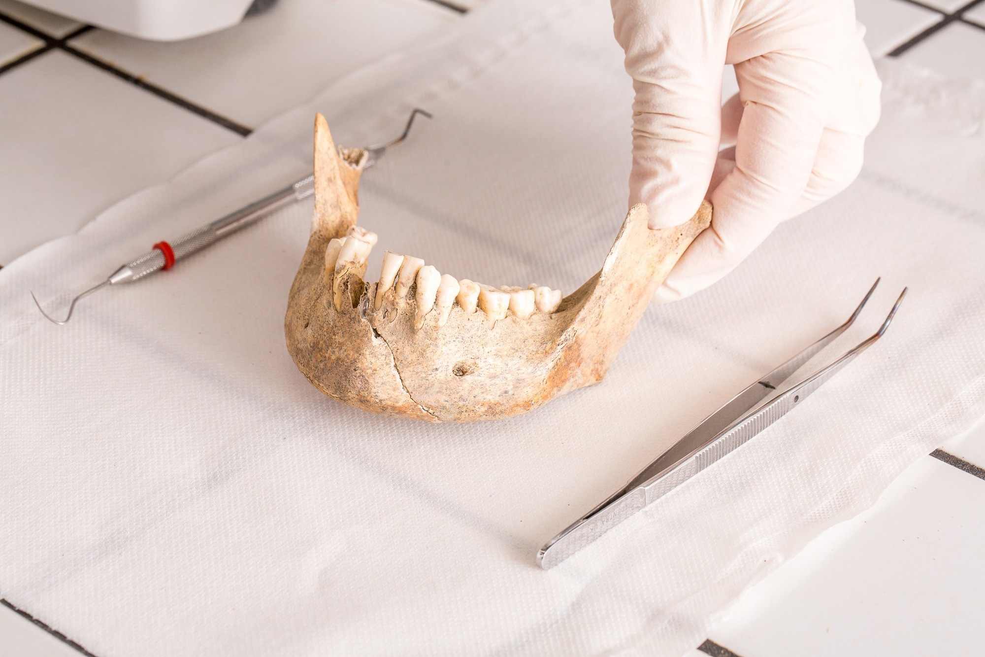 human jaw fossil