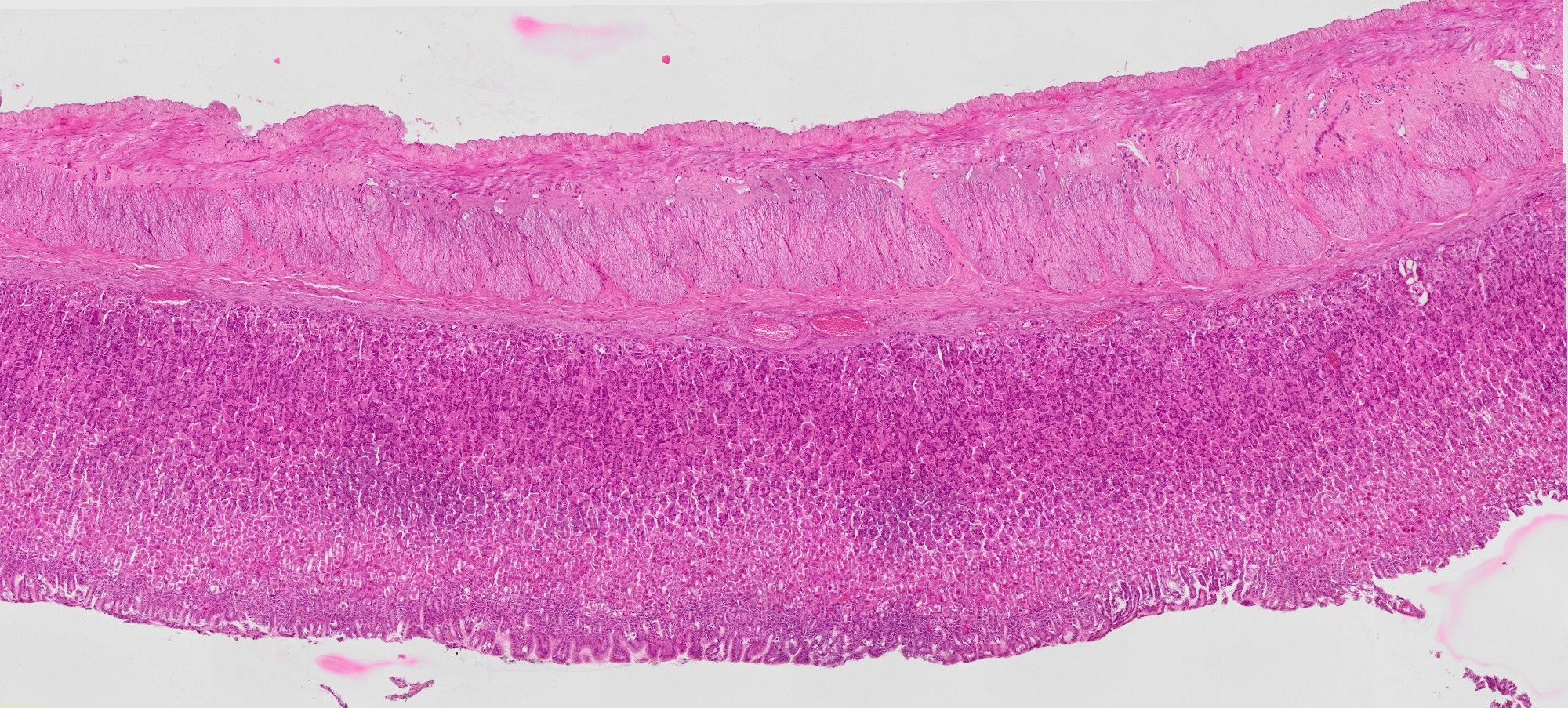 Histological section of the murine stomach stained with hematoxylin and eosin.