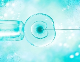 New Research Identifies a Central Protein for Oocyte Dormancy