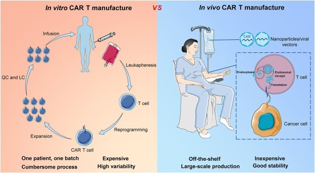 The comparison of in vitro and in vivo CAR T cell therapy.