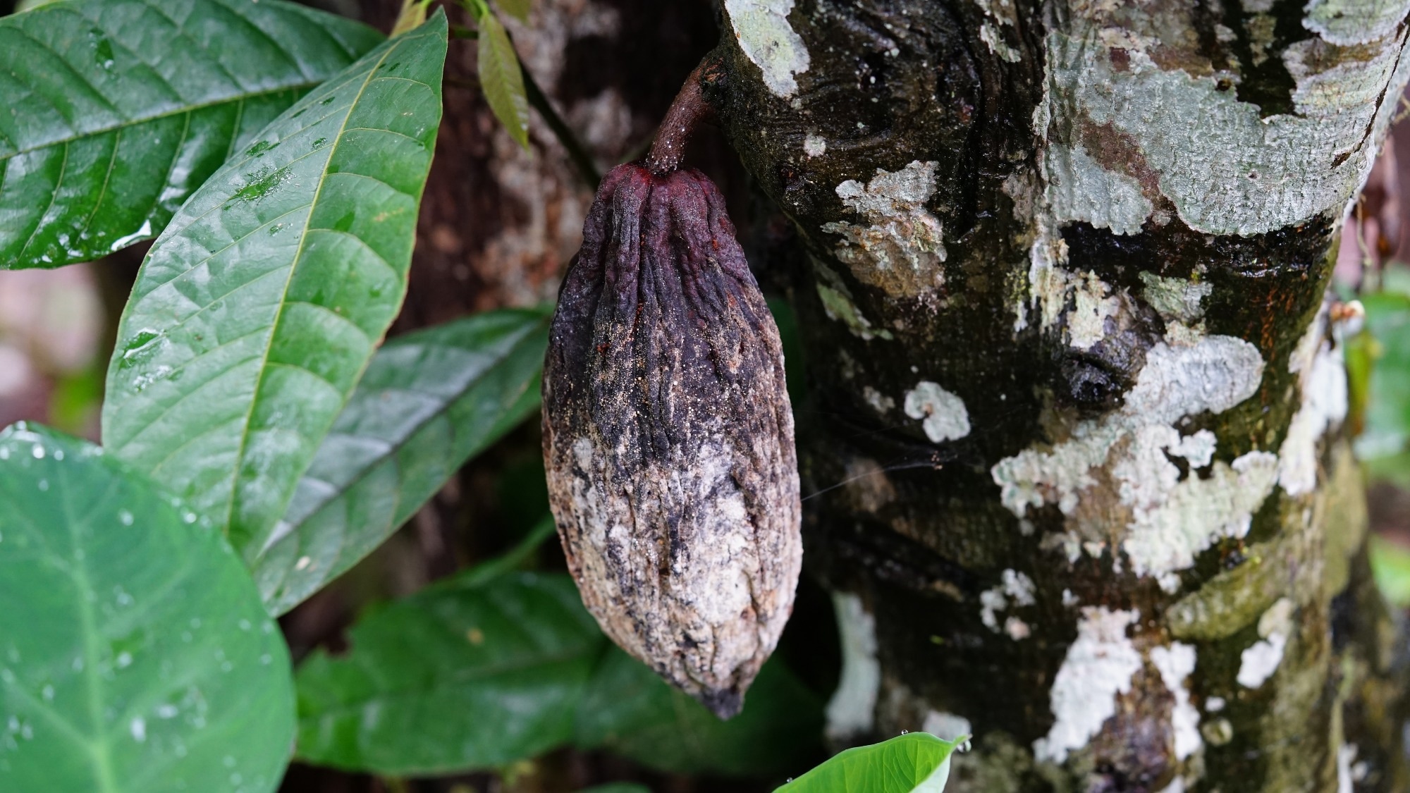 Cocoa pod disease (Penyakit busuk buah kakao; Phytophthora palmivora).