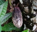 CRISPR Breakthrough Makes Cacao Plants More Resistant To Deadly Disease