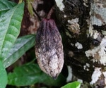 CRISPR Breakthrough Makes Cacao Plants More Resistant To Deadly Disease