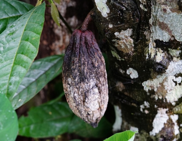 CRISPR Breakthrough Makes Cacao Plants More Resistant To Deadly Disease