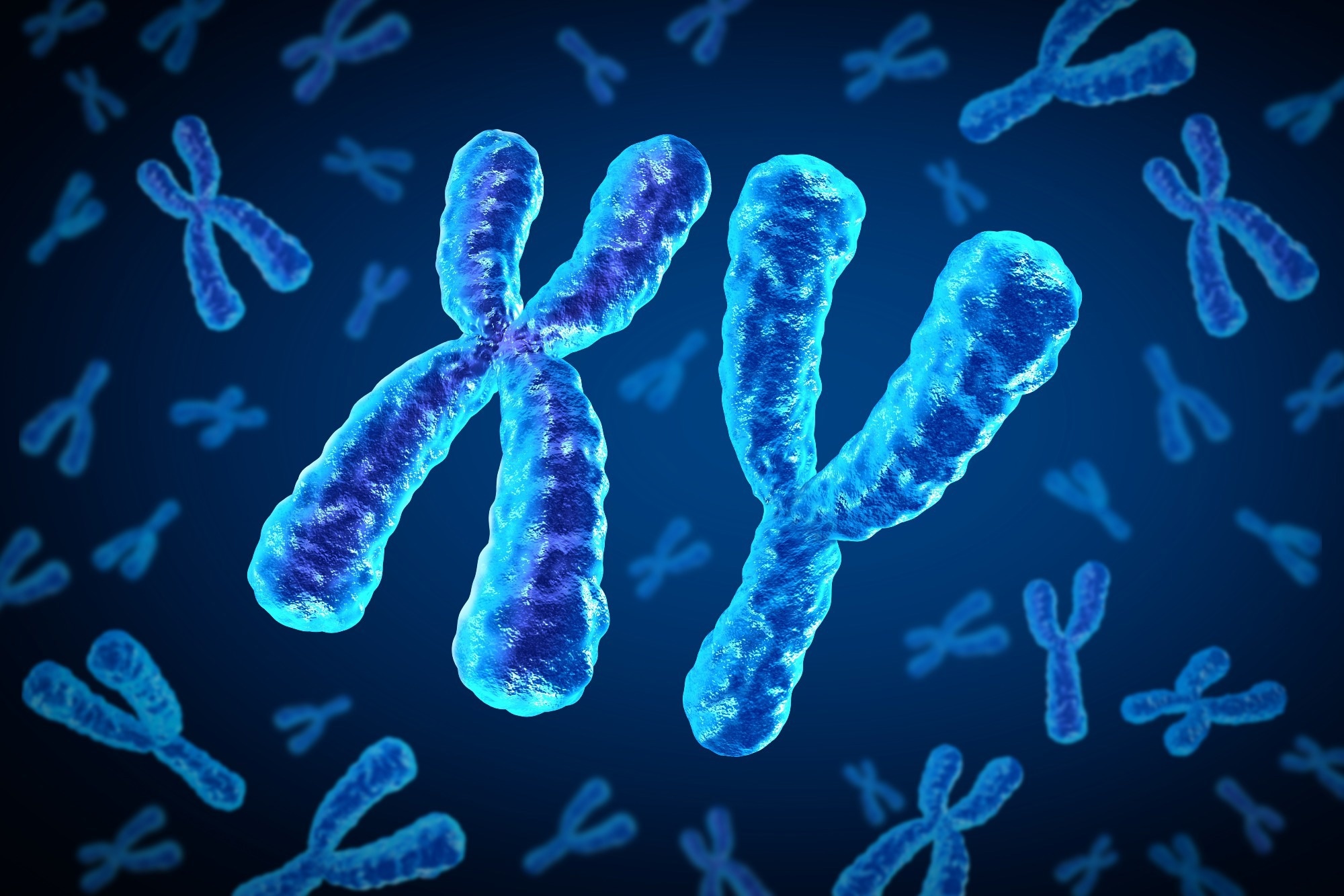 X and Y Chromosomes 3D illustration