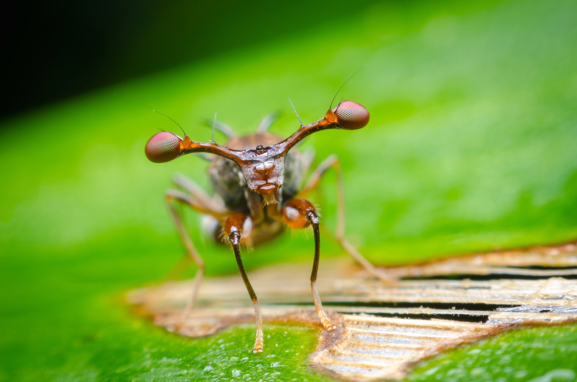 Super macro Stalk-eyed fly on green leaf