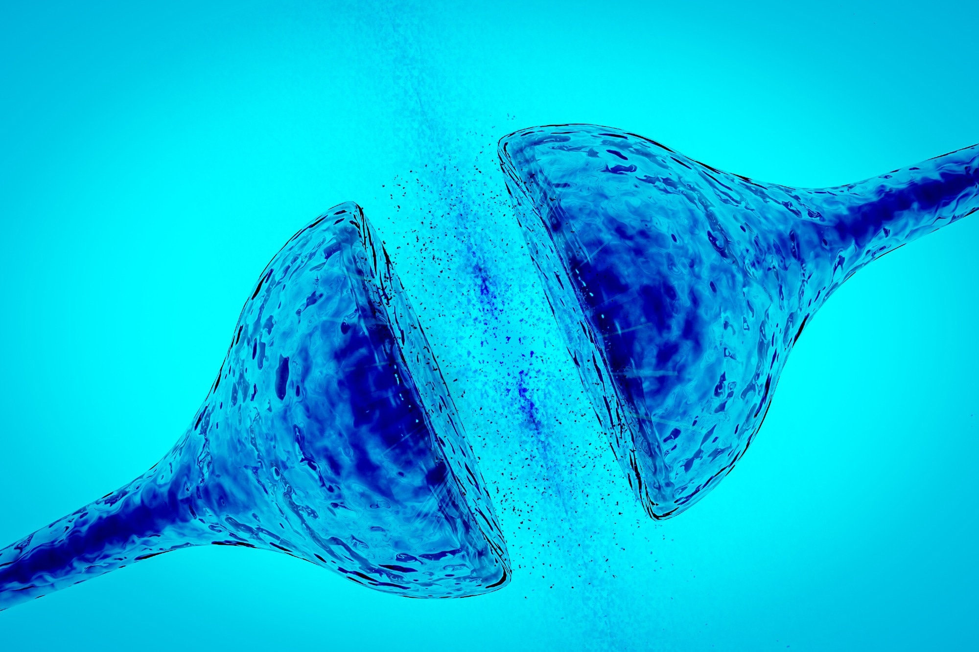 Synapse between two neurons