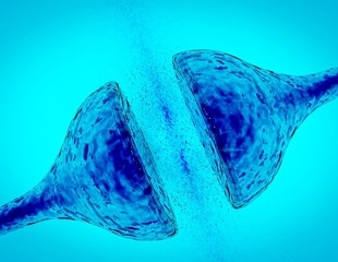 Study Uncovers the Molecular Basis of Synapse Development