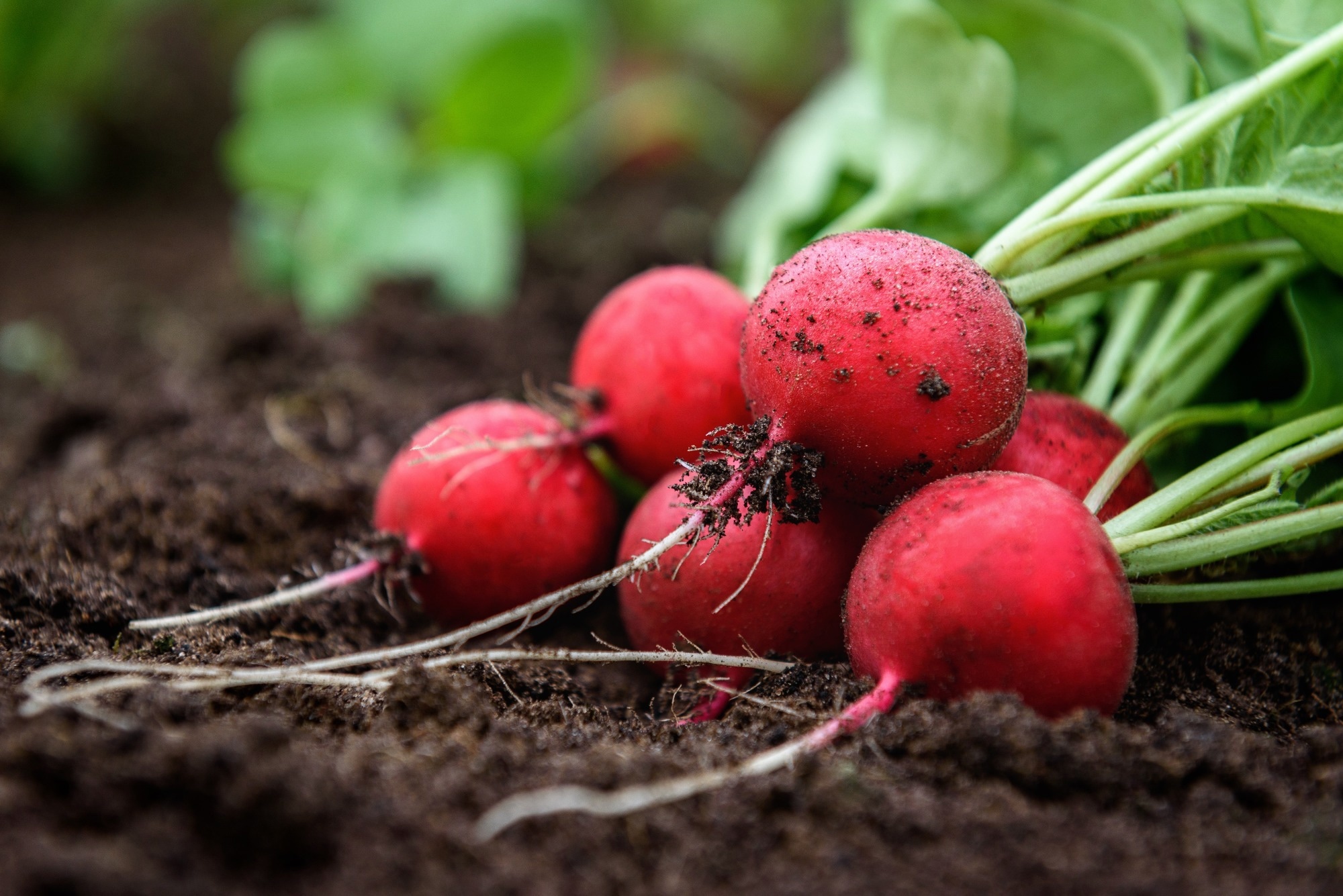 Harvesting red radishes in the garden