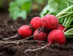 Nanoplastics Can Cross Plant Root Barriers and Enter Food