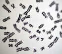 New Research Challenges the Static View of Chromosome Shape