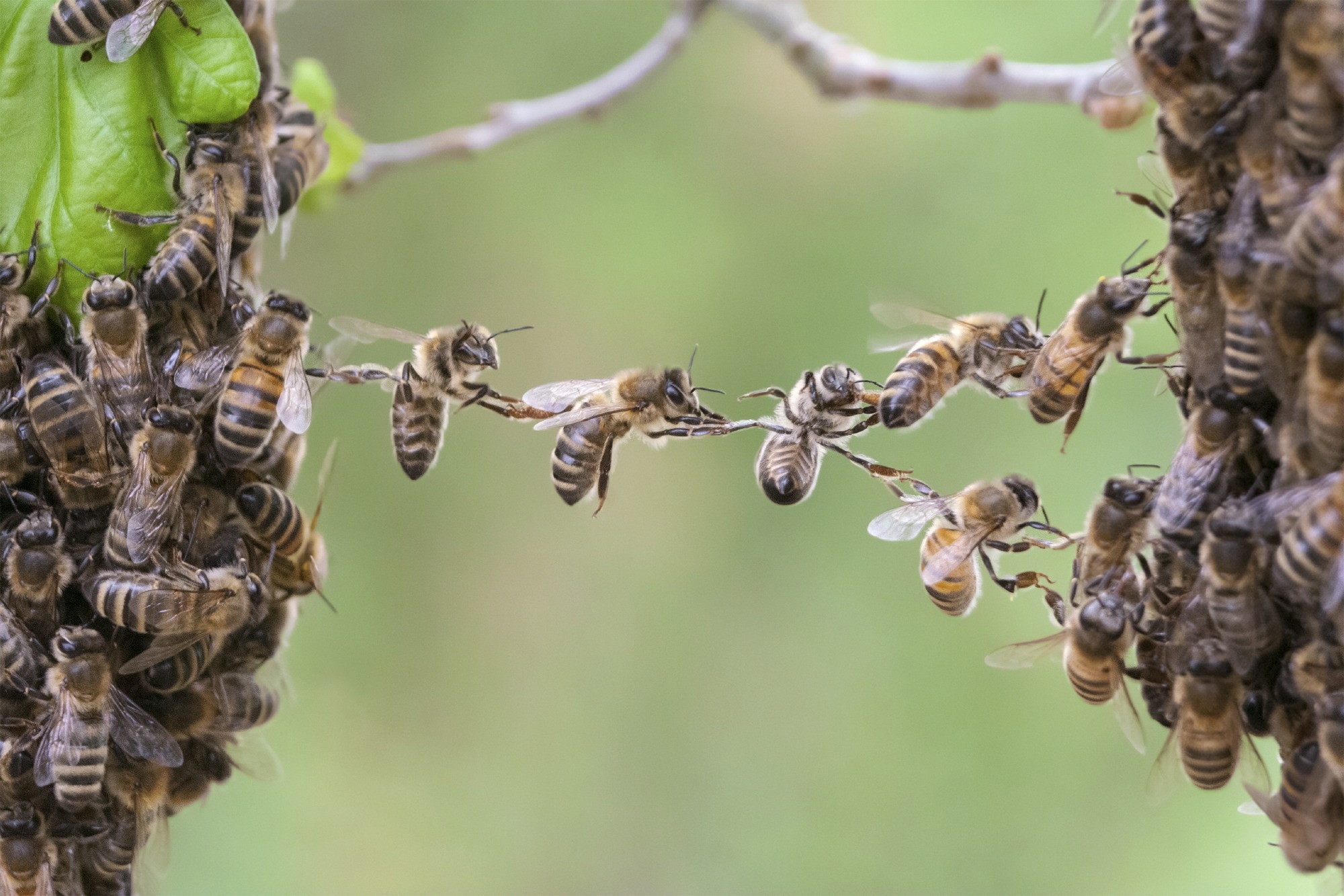 Teamwork of bees linking two bee swarm parts.