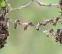 Honeybee Food-Sharing Genes Linked to Human Social Behavior