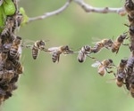 Honeybee Food-Sharing Genes Linked to Human Social Behavior