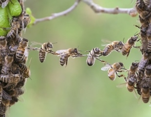 Honeybee Food-Sharing Genes Linked to Human Social Behavior