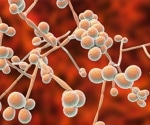 Scientists Discover Genetic Switch that Controls Candida's Toxin Production