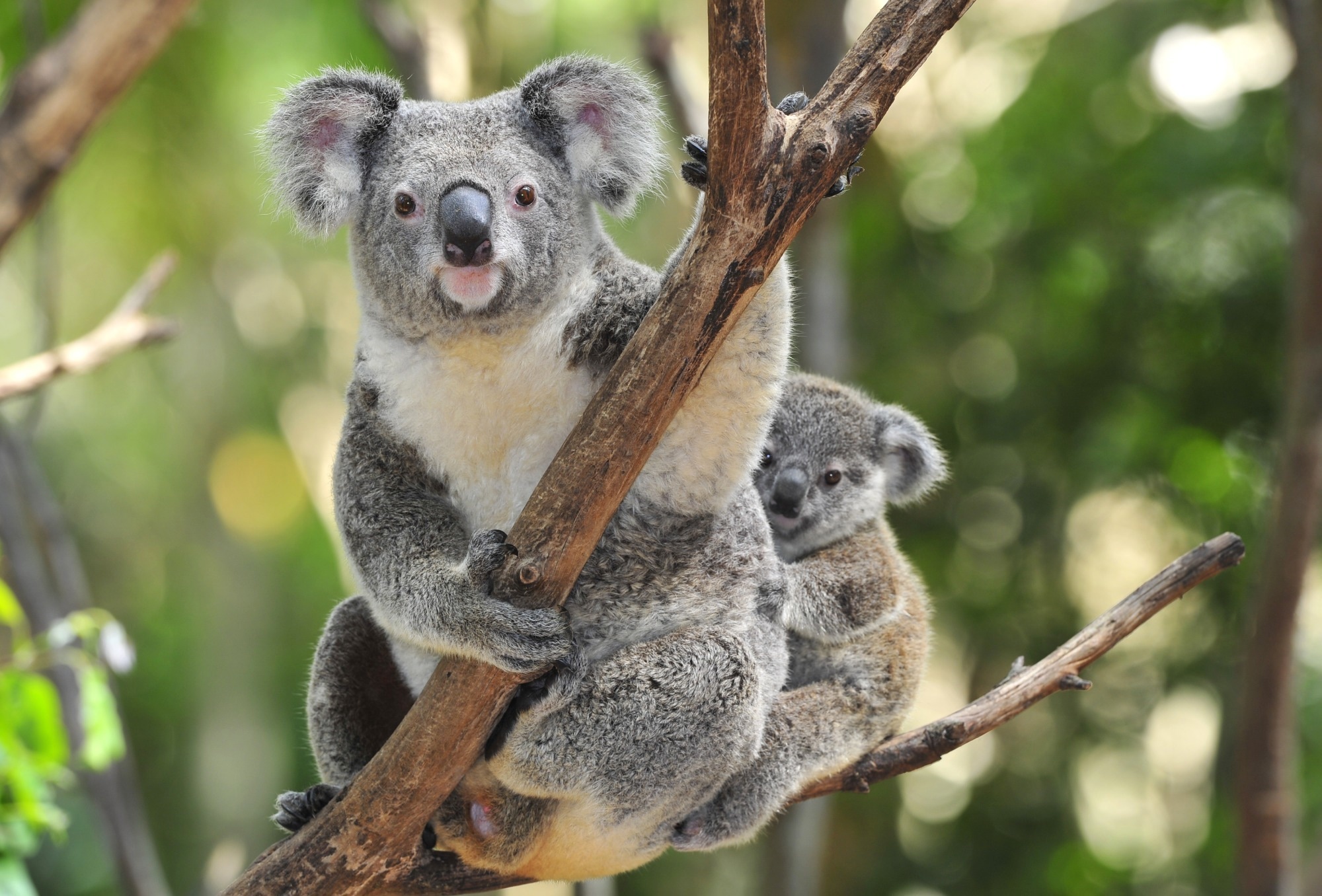 australian koala bear with her baby or joey in eucalyptus or gum tree